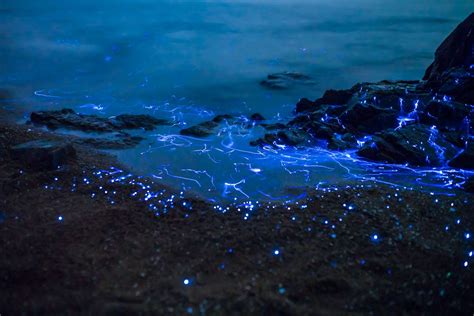 The Glowing Sea Fireflies Of Okayama Japan