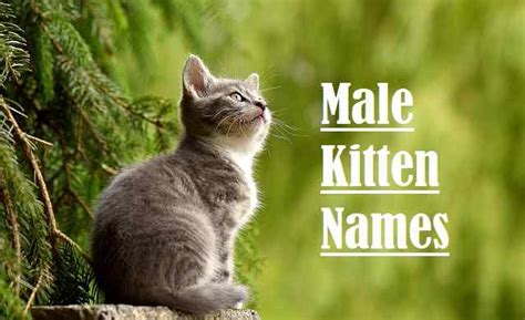10 corgi mixes full of fabulous personality and energy. Male Kitten Names: 2020 Most Popular Unique And Funny