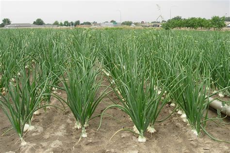 Gardeners love yellow spanish onion plants because they grow quickly without much effort. Gallery Images Of Onion Plant