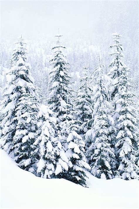 Snow Covered Trees Printed Vinyl Backdrop Savage Universal
