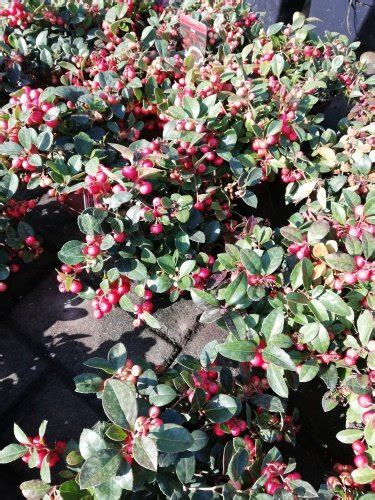 Compare prices & read reviews. Gaulthéria ležatá Winter Pearls, Gaultheria Procumbens ...