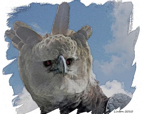 Harpy Eagle Portrait Digital Art By Larry Linton Fine Art America