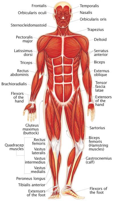 Muscular System Human Body Find Fun Facts