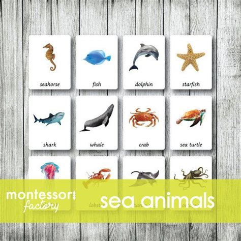 Sea Ocean Montessori Cards Flash Cards Three Part Cards Etsy Ocean