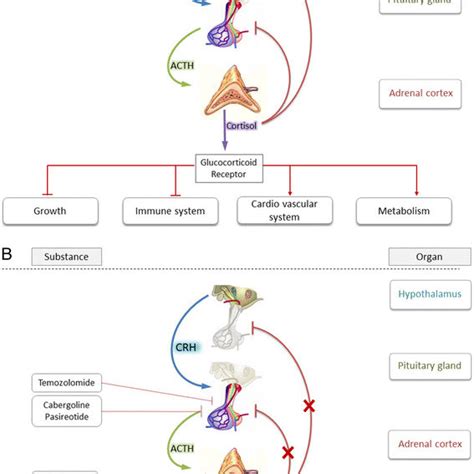 Schematic Overview Of The Hypothalamic Pituitary Adrenal HPA Axis A
