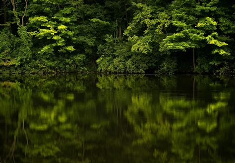 壁纸 阳光 景观 森林 湖 水 性质 反射 科 绿色 河 荒野 池塘 沼泽 湿地 树 秋季 叶 花 厂
