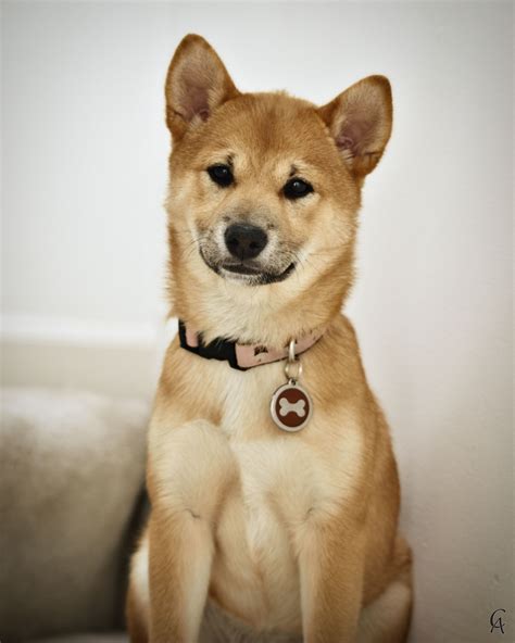 Shiba Inu Shiba Inu Most Beautiful Dogs Spitz Breeds