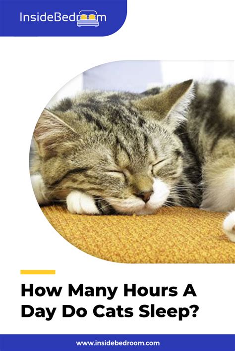 Cats Seem To Sleep A Lot But How Many Hours A Day Do Cats Sleep Is It