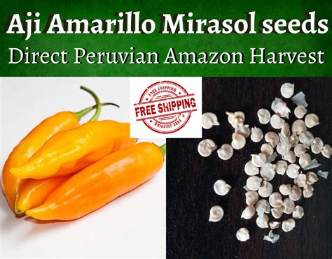 Aji Amarillo Mirasol Seeds Pure Peruvian Amazon Strain Etsy