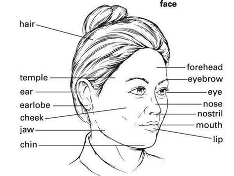 English Vocabulary Parts Of Your Body English Vocabulary Vocabulary