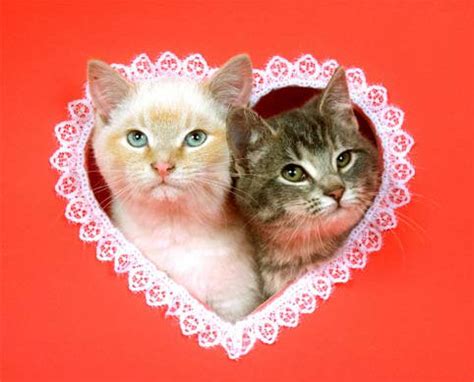 10 Pawsome Gifts for Cat Lovers - The Purrington Post