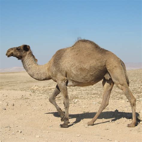 Dromedarios Desert Animals Camel Camels