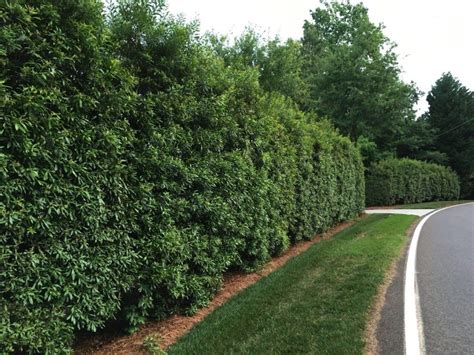 Fastest Growing Evergreen Shrubs For Privacy Best Home Gear Садовые