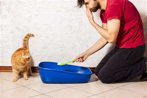 How To Get Rid Of Cat Litter Box Smell 8 Tips To Eliminate Odor Hepper