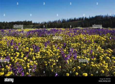 Wildflower Field Yellowstone National Park Wyoming Usa Stock Photo Alamy