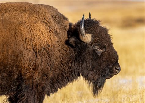 Bison Rocky Mountain Arsenal National Wildlife Refuge Michael