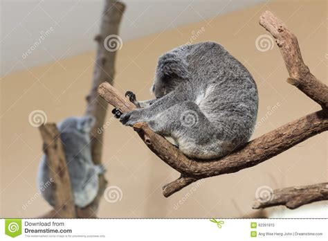 Koala Sleeping Stock Image Image Of Eucalyptus Life 62391815