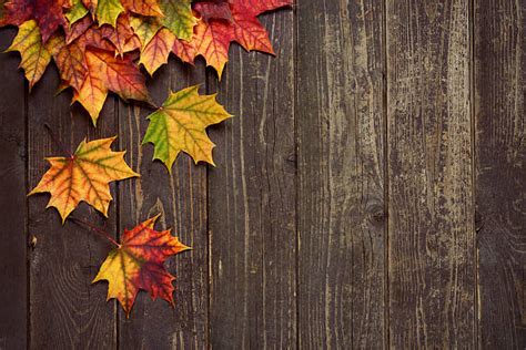 Fall Leaves Pictures Images And Stock Photos Istock