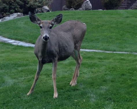 'The herd is growing': McCall to host town hall to discuss deer population