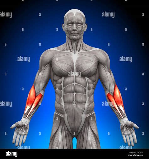 Forearms Anatomy Muscles Stock Photo Alamy