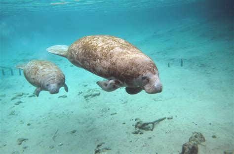 Intervals between births range from two to five years. manatee and her baby swimming