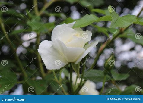 White Rose Blooms In The Garden In Summer Stock Image Image Of Bloom