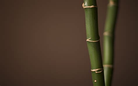 90 Bamboo Hd Wallpapers And Backgrounds