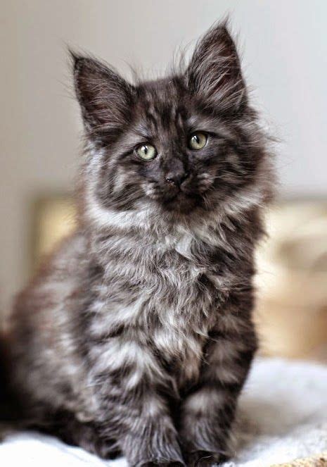 Nevertheless, this likeness in terms of physical look does they can be in solid colors of black, white, and red; The #1 Guide To Maine Coon Cats | Maine Coon Lovers | Cats ...