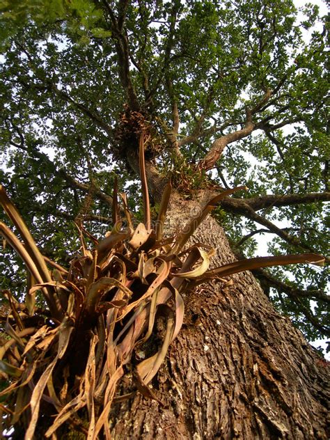 Bark Detail On Rainforest Tree Stock Image Image Of Tourism Palms
