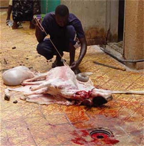 Innocent woman killed like a dog! girl killing goat Images - Frompo