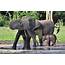 Size Matters Forest Elephants Important For Ecosystems And Humans In 