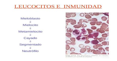 Ppt Leucocitos E Inmunidad Mieloblasto Mielocito Metamielocito Cayado