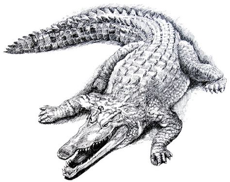 Crocodile Drawing Pen Drawing Print From Original Crocodile Etsy