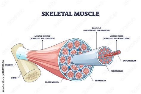 Vecteur Stock Skeletal Muscle Structure With Anatomical Inner Layers