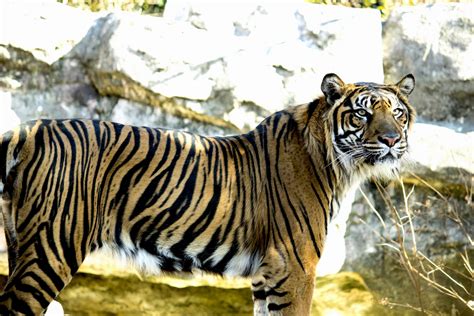 Apr 03, 2021 · 上野の獣舎が狭くて多摩でフランケンが無双してるから 都立動物園としてはレッサーの繁殖はトータルで成功ってことにしてるのかなと 992 zoo zoo zoo 2021/06/21(月) 13:05:03.04 id:wh5aabjb0 上野動物園 | 東京とりっぷ