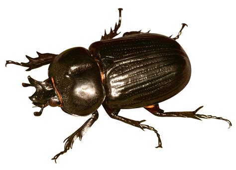 Download Beetle Bug Png Image For Free