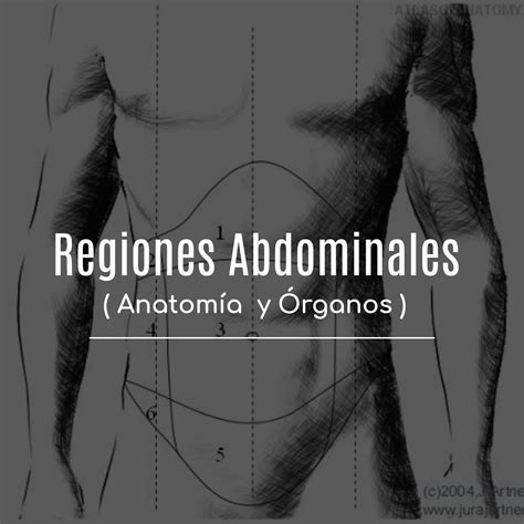 Cuadrantes Abdominales Anatomía órganos