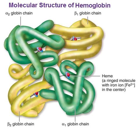 Abnormal Hemoglobins Ask Hematologist Understand Hematology