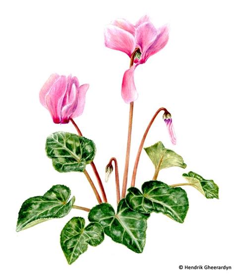 Botanical Illustration Of Cyclamen In Watercolour On Behance