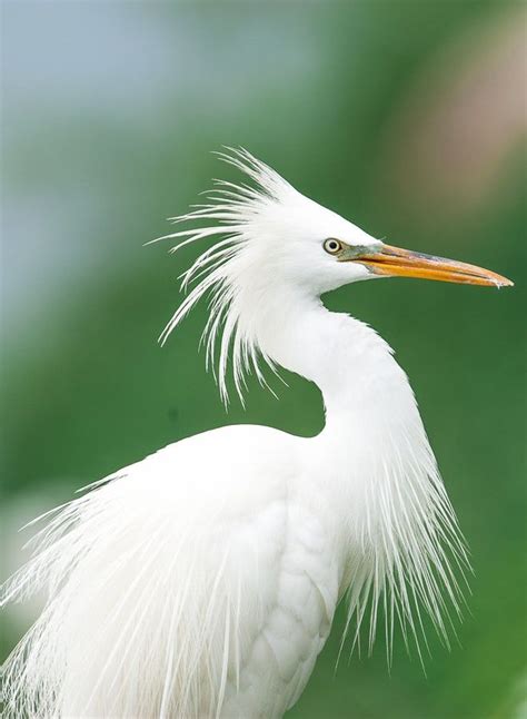 Chinese Egret To See Wild China Beautiful Birds Birds Creatures