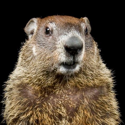 Groundhog, facts and photos