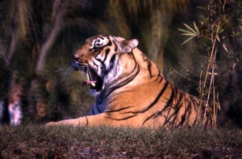 Florida Memory • Tiger At The Miami Metrozoo