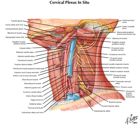 Maybe you would like to learn more about one of these? Duke Anatomy - Lab 21: Neck & Carotid Sheath