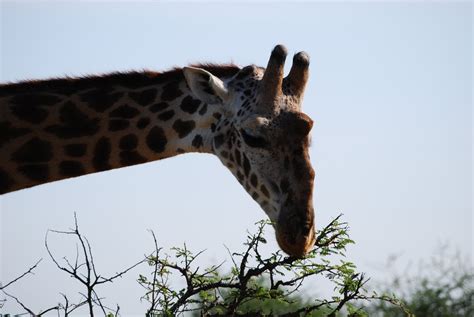 Giraffe Eating The Top Of An Acacia Tree In The Serenghetti Tanzania