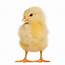 Chick Definition And Meaning  Collins English Dictionary
