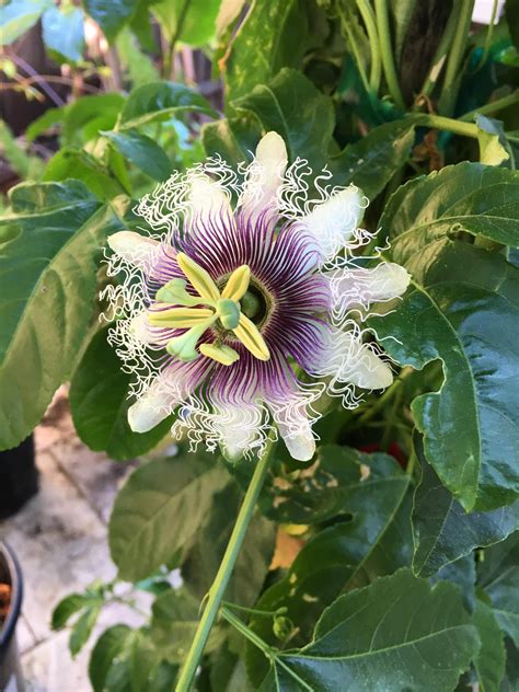 Browse 113 passion fruit tree stock photos and images available, or search for mango or passion fruit plant to find more great stock photos and pictures. Flower from my passion fruit tree : pics