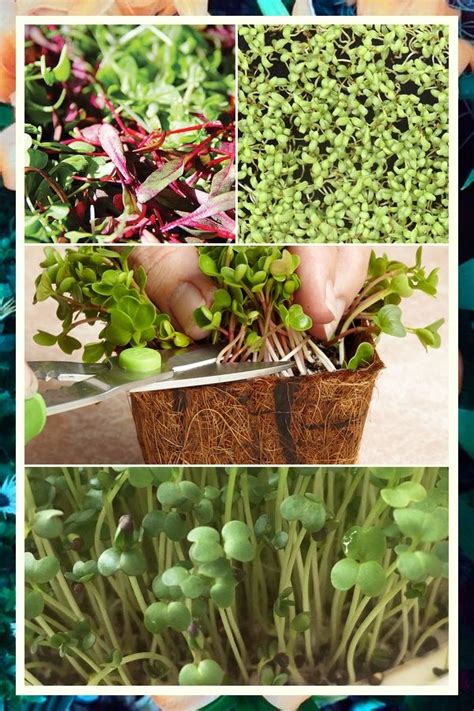 What Are Good Growing Medium For Microgreens Growing Microgreens