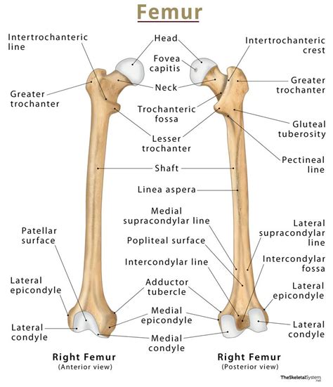 Femur Definition Location Anatomy Functions And Diagrams