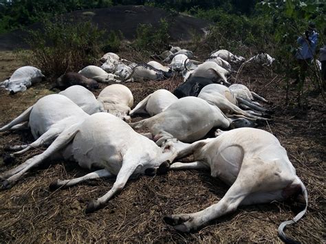 Dead Cows Epidemic Looms In Ondo Community