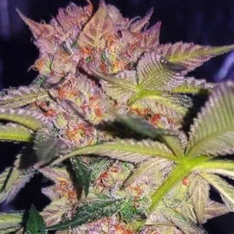 NukeHeads: Purple Mimosa Fem Seeds | Leafly